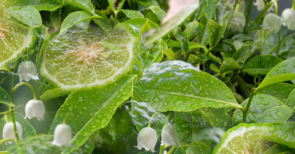 Green tea perfume blend No.16. A fresh, elegant scent of bergamot and lily of the valley