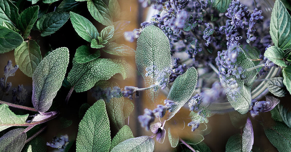 For lovers of aromatic freshness; a scent of calm confidence