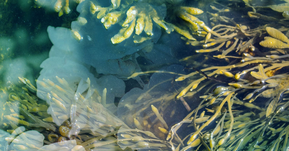 Fresh fragrances, bright, bold, and unexpected