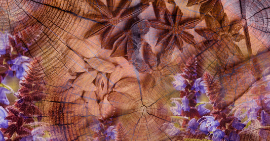 An Ode to Woods and Spice: Inside the Rich World of Wood Symphony