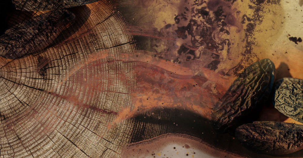 Confidence, warmth and mystery through the depth of woody fragrances