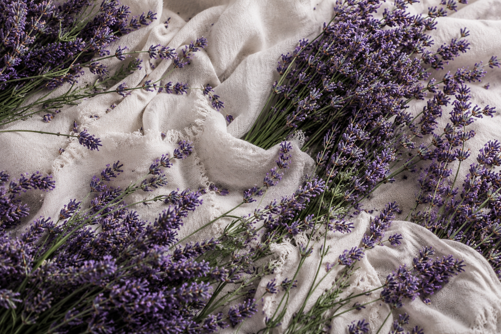 English Lavender, the scent reimagining modern fragrance.