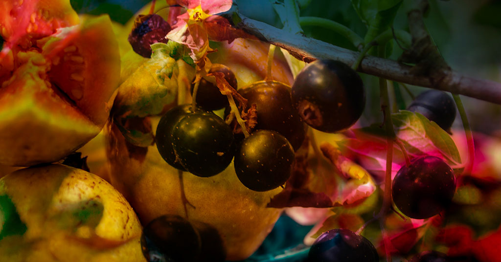 Top Note: Guava, Peach, Blackcurrant, Mango and Pear Fragrance Blend.