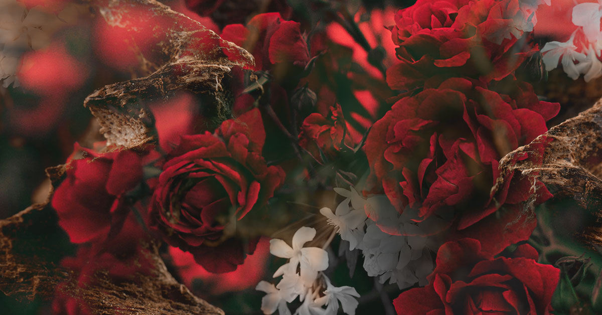 Middle Note: Rose, Vanilla, Patchouli, Amber, Jasmine, OudFragrance Blend