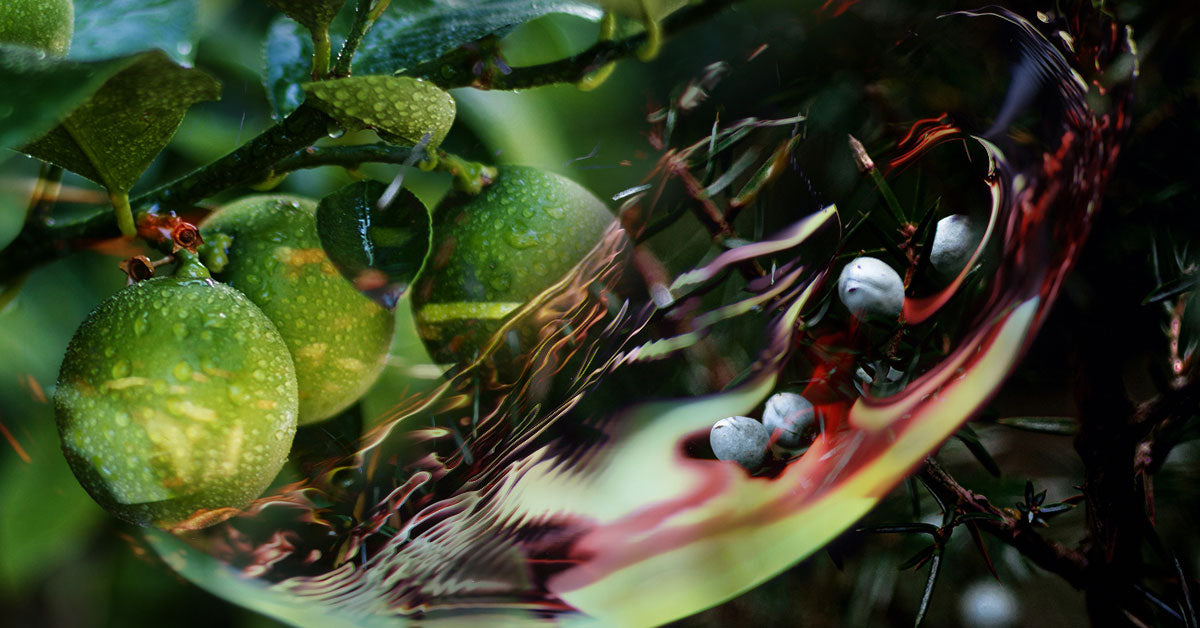 Top Note: Lime, Juniper, Wine, Apple, Calvados, Herbal Fragrance Blend
