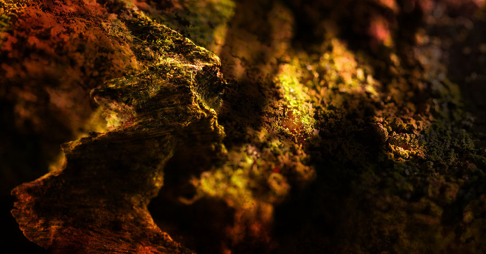 The allure of oud; the luxurious soul of perfumery