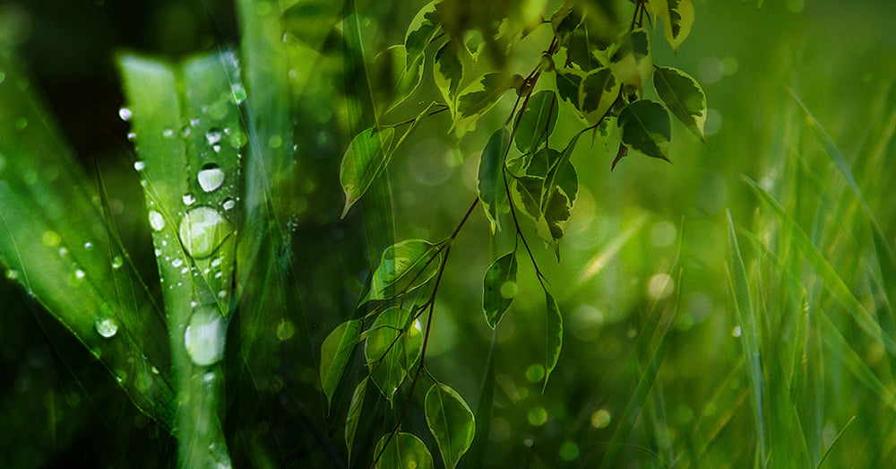 Chypre and green scents in fragrance and the art of balance