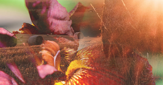 Orris, Blend No.63: Quiet elegance in fragrance form