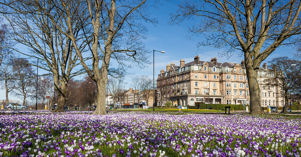 A scenic park view in Harrogate with a large field of purple and white crocuses in the foreground, bare trees framing the scene, and a large multi-story building under a clear blue sky in the background.