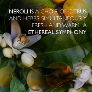 A picture of Orange Blossom, Clementine and Lemon. Text says: Neroli is A choir of citrus AND Herbs. simultaneously fresh and warm,  a ETHEREAL symphony.